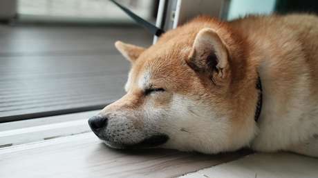 La criptodivisa Shiba Inu sigue en alza: se dispara más del 17 % en un día y bate su anterior récord