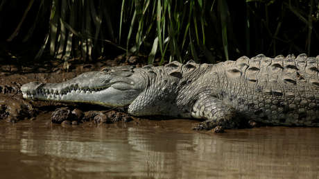 Un turista posa junto a un cocodrilo de 4 metros pensando que es de plástico y acaba en el hospital