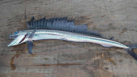 Encuentran un raro pez de la 'zona crepuscular' del océano en una playa de California tras un extraño temblor (VIDEO)