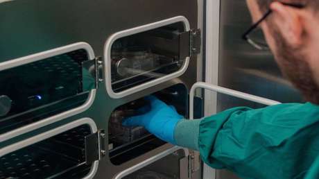 Crean un "cerebro cíborg", un chip con neuronas humanas que aprende más rápido que la inteligencia artificial (VIDEO)