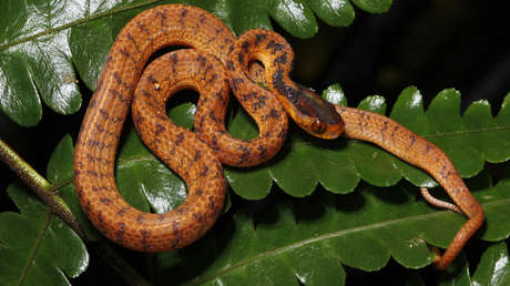 Encuentran más de 220 nuevas especies de animales y plantas en la región del Gran Mekong (FOTOS)