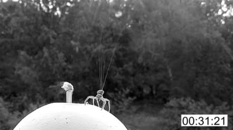 Científicos explican cómo las arañas logran flotar en el aire