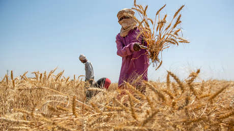 Este país aspira a convertirse en el mayor exportador del trigo del mundo en medio de la operación especial militar rusa en Ucrania, según Reuters