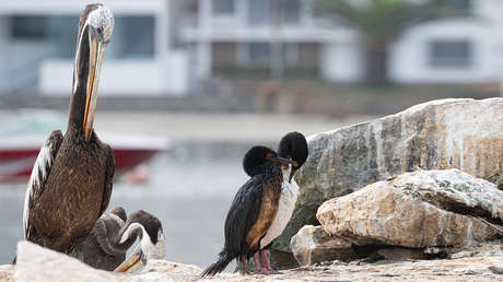 El derrame de petróleo en Perú ha dejado cerca de 900 animales muertos (incluidas especies en peligro de extinción)