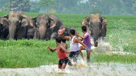 Un elefante mata a una mujer en la India y vuelve a atacar su cuerpo durante el funeral