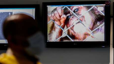 La OMS alerta que los casos de viruela del mono en Europa se triplicaron en las últimas 2 semanas y pide medidas urgentes para prevenir la propagación