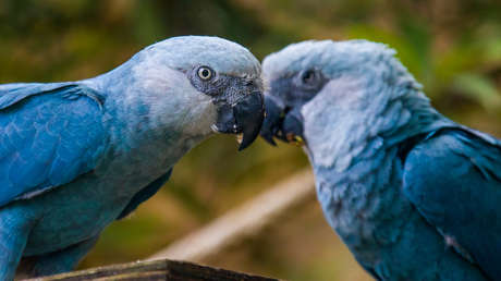 Spix (Cyanopsitta spixii)