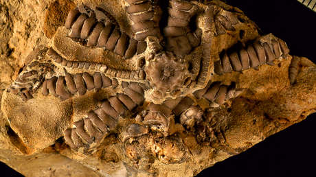 "Simbólico, y encima se parecen": Moscú reacciona al hallazgo de los restos de un invertebrado que recibió el nombre de Zelenski