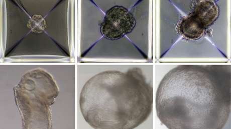 Científicos israelíes crean los primeros embriones sintéticos del mundo, sin necesidad de óvulos fertilizados