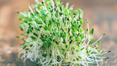 Proponen una planta que solucionaría los problemas de cultivar en Marte