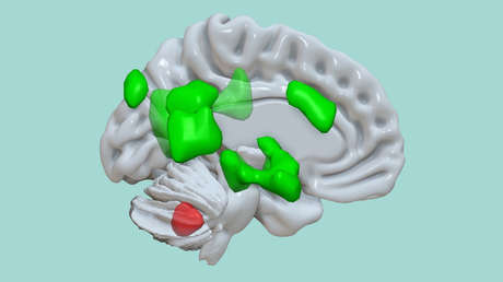 Descubren que el cerebelo puede almacenar las experiencias emocionales