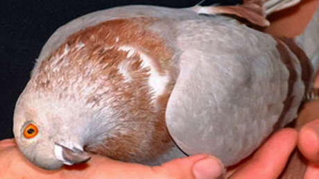 Un virus convierte a las palomas en Reino Unido en 'zombis'