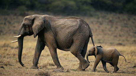 Más de 1.200 animales mueren en Kenia por la peor sequía en décadas