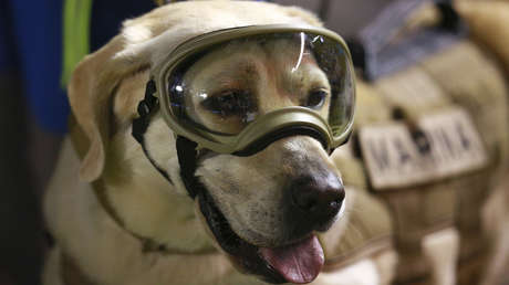 La célebre perrita Frida