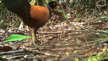 Redescubren una rara ave que no había sido vista en 140 años (VIDEO)