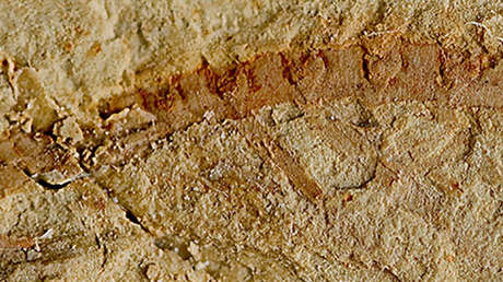 Un fósil de 525 millones de años arroja nueva luz sobre la evolución de los cerebros