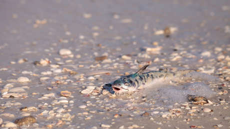 Un alga tóxica capaz de afectar a los humanos provoca alarma en Florida
