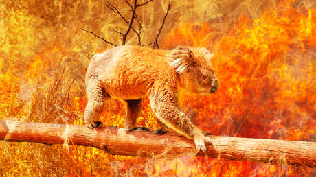 La Tierra perderá una cuarta parte de su biodiversidad para 2100, según una supercomputadora