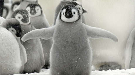 Casi dos tercios de las plantas y animales de la Antártida podrían desaparecer para el fin de siglo