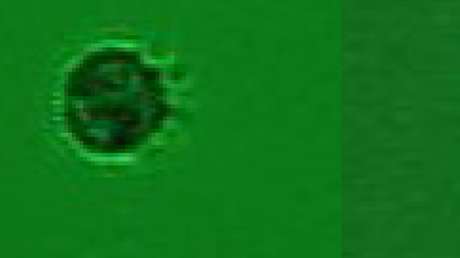 Descubren al primer microorganismo que se alimenta exclusivamente de virus