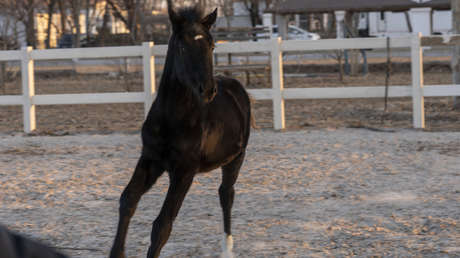 Presentan al primer caballo de competición clonado de China