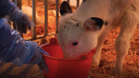 Clonan en China por primera vez "supervacas" lecheras usando transferencia nuclear de células