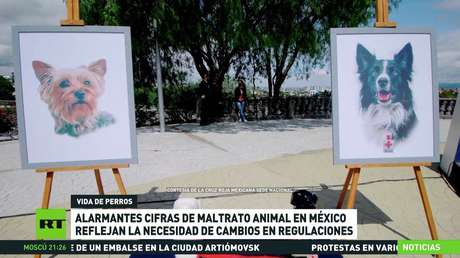 Alarmantes cifras de maltrato animal en México reflejan la necesidad de cambios en regulaciones
