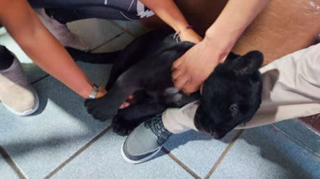 Rescatan un ejemplar de jaguar negro que era paseado con una correa por una mujer en Jalisco