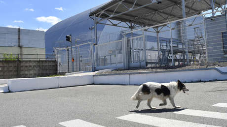 Descubren que los perros de Chernóbyl son genéticamente distintos