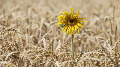 Indonesia aprueba el trigo transgénico creado en Argentina para uso humano y animal
