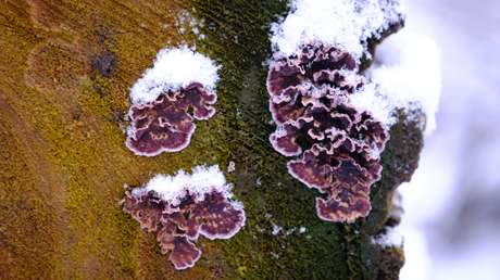 Un experto en hongos contrae una enfermedad fúngica mortal para las plantas en un caso único