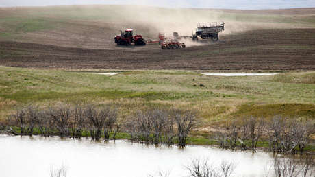 Nueva amenaza a los suministros mundiales de trigo y canola