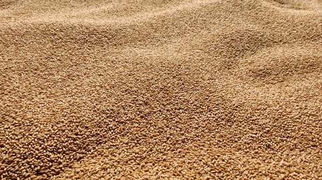 Eslovaquia detecta niveles elevados de residuos de plaguicidas en trigo ucraniano