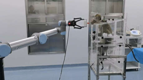 China conecta con éxito una computadora al cerebro de un mono