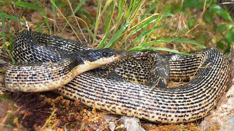 "Rara" y con un "estilo de vida secreto": Identifican una nueva especie de serpiente rata en Oriente Medio
