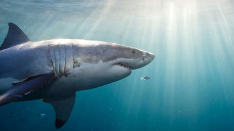 Un ciudadano ruso muere por un ataque de tiburón en Egipto