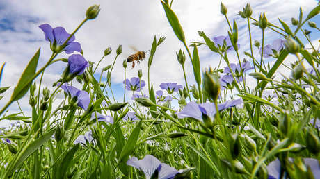 Demandan a la Agencia Ambiental de EE.UU. por los efectos de pesticidas sobre la fauna