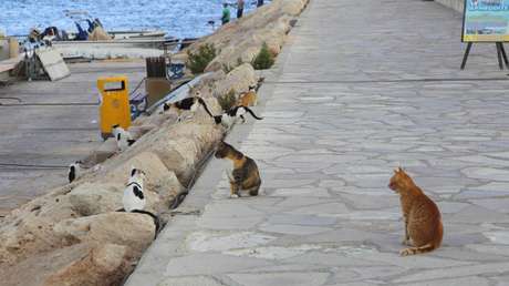 Expertos advierten sobre un coronavirus felino que ha provocado muertes masivas de gatos en Chipre