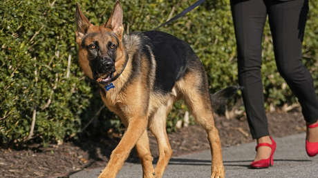 Un perro de Joe Biden ataca a varios agentes del Servicio Secreto de EE.UU.