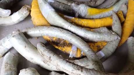 Incautan en el Lejano Oriente ruso más de una tonelada de colmillos de mamut (VIDEO)