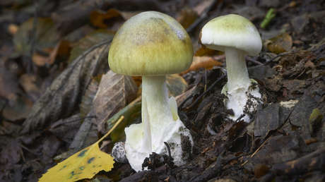 Mujer invita a sus suegros a comer hongos y el almuerzo termina con 3 personas muertas