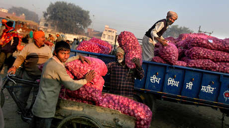 La India impone un arancel del 40 % a la exportación de cebollas para frenar la subida de precios