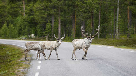 Sacrifican en Noruega 40 renos que cruzaron la frontera con Rusia