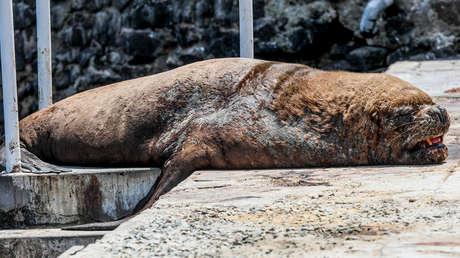 Advierten que la muerte de lobos marinos por gripe aviar en Argentina es algo que "nunca se vio"