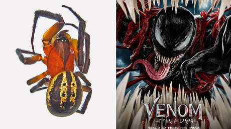 Una araña de aspecto temible recibe el nombre de Tom Hardy y de su personaje Venom