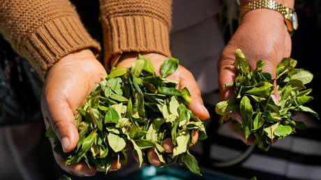 El plan de Bolivia para sacar la hoja de coca de la lista de estupefacientes de la ONU