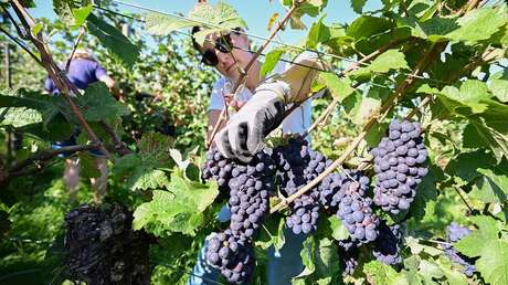 Investigan en Francia la muerte de seis vendimiadores durante una ola de calor