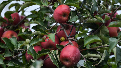 Ucrania anuncia el embargo a varios productos agrícolas polacos y Varsovia tacha esta decisión de "increíble"