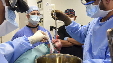 Realizan el segundo trasplante de un corazón de cerdo a un humano para intentar salvarlo