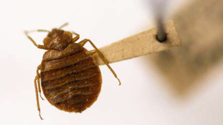 "Emergencia nacional" en Francia: las chinches ya 'toman' el transporte público